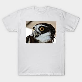 Spectacle Owl T-Shirt